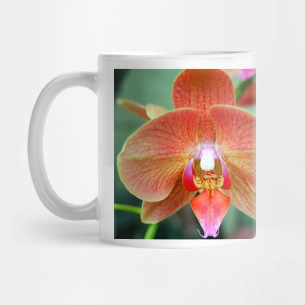 Orange Orchid by Scubagirlamy